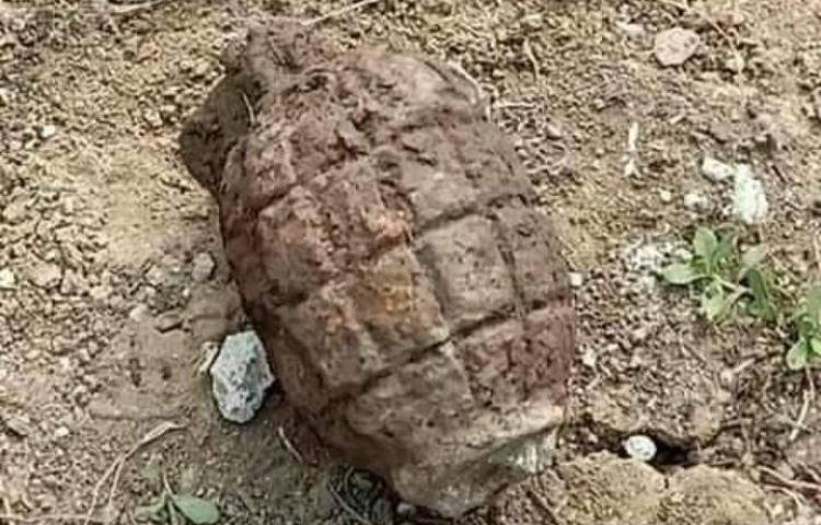 Ilustrasi, Granat Nanas. Dok: Istimewa