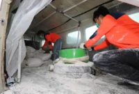 Petugas BNPB melaksanakan operasi modifikasi cuaca dengan pesawat Cessna Caravan untuk mencegah banjir akibat cuaca ekstrem di Jawa. Dok-BNPB