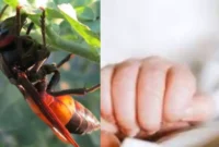 Dua bocah di Bekasi diserang kawanan tawon, satu tewas dan satu kritis. (Ist)