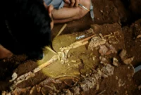 Ilustrasi, Kerang manusia. Dok: Net