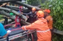 Pohon rengas besar tumbang menimpa lima mobil di Jalan Dharmawangsa Raya, Kebayoran Baru, Jakarta Selatan, petugas BPBD dan Damkar lakukan evakuasi korban. (BPBD)