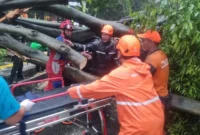 Pohon rengas besar tumbang menimpa lima mobil di Jalan Dharmawangsa Raya, Kebayoran Baru, Jakarta Selatan, petugas BPBD dan Damkar lakukan evakuasi korban. (BPBD)