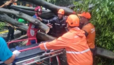 Pohon rengas besar tumbang menimpa lima mobil di Jalan Dharmawangsa Raya, Kebayoran Baru, Jakarta Selatan, petugas BPBD dan Damkar lakukan evakuasi korban. (BPBD)