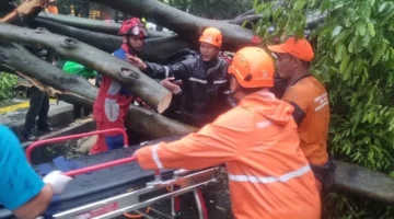 Pohon rengas besar tumbang menimpa lima mobil di Jalan Dharmawangsa Raya, Kebayoran Baru, Jakarta Selatan, petugas BPBD dan Damkar lakukan evakuasi korban. (BPBD)
