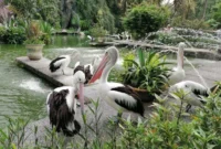Wisata Taman Margasatwa Ragunan (TMR). Dok: Istimewa