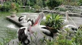 Wisata Taman Margasatwa Ragunan (TMR). Dok: Istimewa