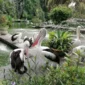 Wisata Taman Margasatwa Ragunan (TMR). Dok: Istimewa