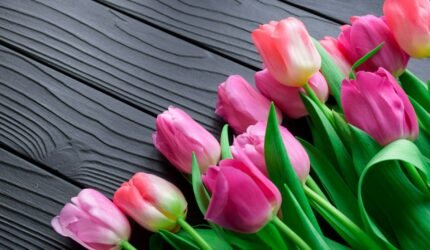 Tulip: Kisah Gelembung Ekonomi Pertama Dunia