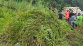 Modus pengedar yang menghanyutkan ganja melalui aliran sungai sebelum diedarkan. (Posnews/Ist)