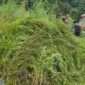 Modus pengedar yang menghanyutkan ganja melalui aliran sungai sebelum diedarkan. (Posnews/Ist)