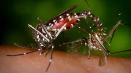 Ilustrasi, Nyamuk Aedes Aegypti. (Posnews/Ist) 