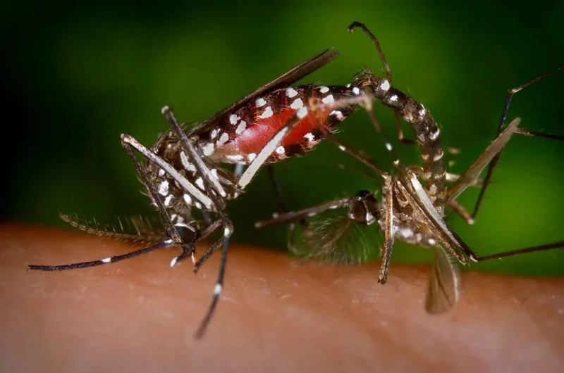 Ilustrasi, Nyamuk Aedes Aegypti. (Posnews/Ist) 