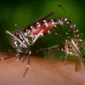 Ilustrasi, Nyamuk Aedes Aegypti. (Posnews/Ist) 