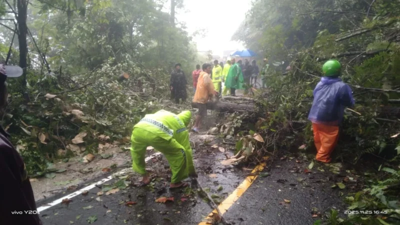 Tim SAR gabungan evakuasi pohon tumbang menutup jalan di Tapanuli Utara, Sumut. (Posnews/Ist)