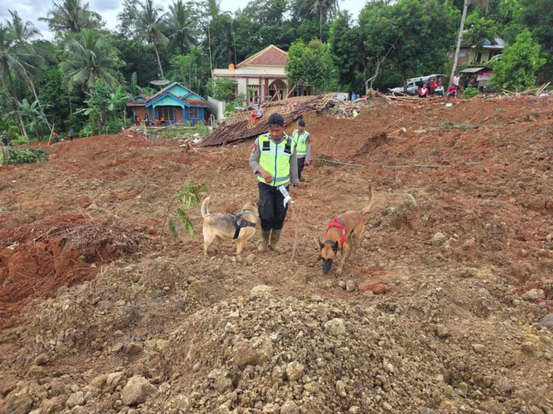 Anjing pelacak K9 Polri membantu tim SAR di area longsor Cilacap. (Posnews/Ist)