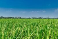 Ilustrasi, Impor beras lebih murah, tapi swasembada adalah "harga mati". Mengapa pemerintah rela bayar mahal untuk beras? Jawabannya bukan ekonomi, tapi politik. Dok: Istimewa.