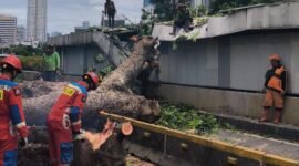 Pohon tumbang yang sebabkan jaringan MRT Jakarta terganggu.