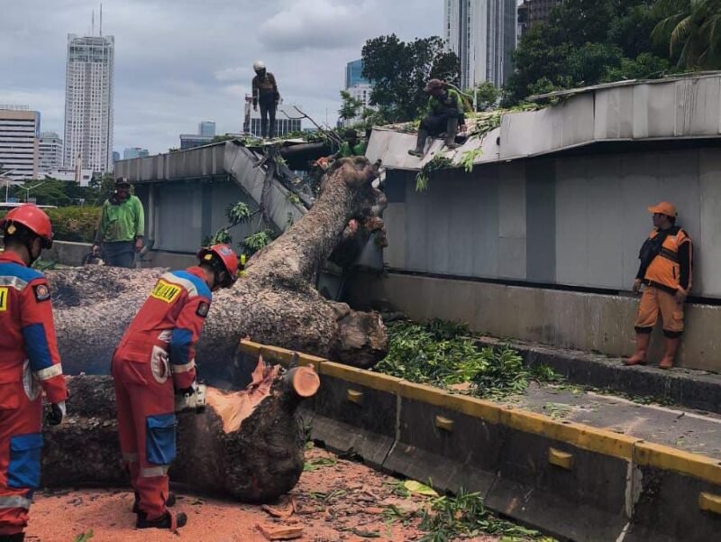 Pohon tumbang yang sebabkan jaringan MRT Jakarta terganggu.