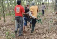 Kepala Desa Braja Asri tewas diinjak gajah liar saat menghalau kawanan gajah di Lampung Timur, Rabu 31 Desember 2025. (Posnews/Ist)
