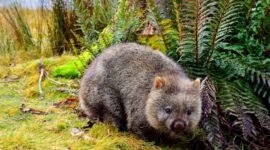 Satu-satunya di dunia! Wombat buang air besar berbentuk dadu. Simak alasan evolusi dan mekanisme usus canggih di balik keajaiban aneh ini. Dok: Istimewa.