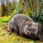 Satu-satunya di dunia! Wombat buang air besar berbentuk dadu. Simak alasan evolusi dan mekanisme usus canggih di balik keajaiban aneh ini. Dok: Istimewa.