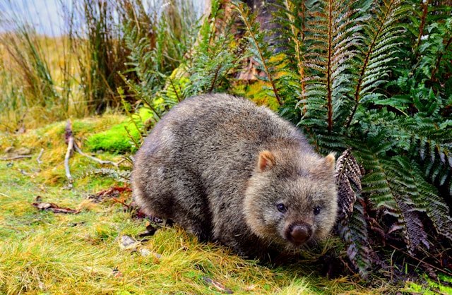 Satu-satunya di dunia! Wombat buang air besar berbentuk dadu. Simak alasan evolusi dan mekanisme usus canggih di balik keajaiban aneh ini. Dok: Istimewa.