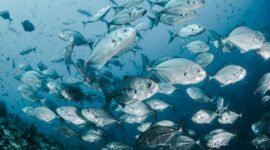 Ilustrasi, Dulu surga ikan kod, kini ladang minyak. Grand Banks menyimpan sejarah eksploitasi berlebihan. Dok: Istimewa.