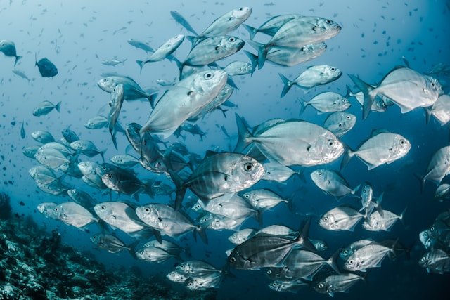 Ilustrasi, Dulu surga ikan kod, kini ladang minyak. Grand Banks menyimpan sejarah eksploitasi berlebihan. Dok: Istimewa.