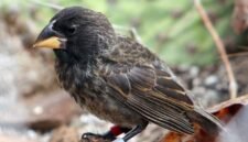 Alam yang kian sunyi. Studi terbaru mengungkap bahwa hilangnya miliaran burung di Amerika Serikat bukan sekadar tren tetap, melainkan sebuah krisis yang kini bergerak semakin cepat di kawasan pertanian intensif. Dok: Istimewa.