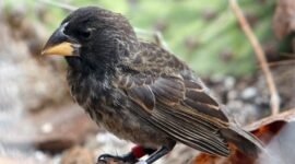 Alam yang kian sunyi. Studi terbaru mengungkap bahwa hilangnya miliaran burung di Amerika Serikat bukan sekadar tren tetap, melainkan sebuah krisis yang kini bergerak semakin cepat di kawasan pertanian intensif. Dok: Istimewa.