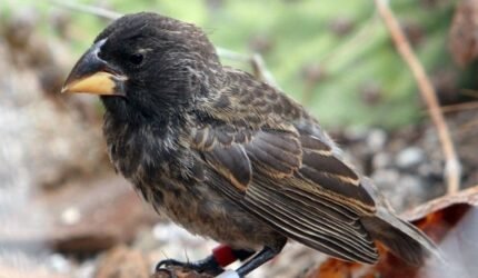 Mengapa Penurunan Populasi Burung di Amerika Serikat Kian Mempercepat?