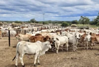 Stok Menipis, DKI Pilih Impor 7.500 Sapi Australia Meski Kandang Terbatas. (Posnews/Dharma Jaya)