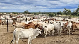 Stok Menipis, DKI Pilih Impor 7.500 Sapi Australia Meski Kandang Terbatas. (Posnews/Dharma Jaya)