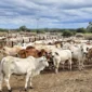 Stok Menipis, DKI Pilih Impor 7.500 Sapi Australia Meski Kandang Terbatas. (Posnews/Dharma Jaya)