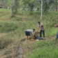Personel Polres Tarakan mengevakuasi korban serangan buaya di Waduk Persemaian. (Posnews/Ist)