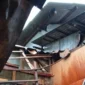 Petugas BPBD DKI Jakarta menangani rumah roboh akibat hujan deras di kawasan Matraman, Jakarta Timur. (Posnews/BPBD DKI Jakarta)