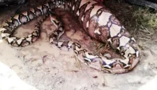 Ilustrasi, Ular Piton 5 Meter Terkam Pria Saat Istirahat di Kebun. (Posnews/Ist)