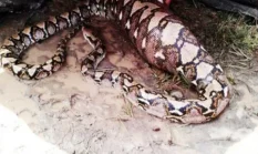 Pria di Sigi Tewas Diterkam Ular Piton 5 Meter, Tubuh Korban Sempat Ditelan