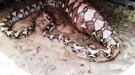 Ilustrasi, Ular Piton 5 Meter Terkam Pria Saat Istirahat di Kebun. (Posnews/Ist)