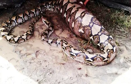 Ilustrasi, Ular Piton 5 Meter Terkam Pria Saat Istirahat di Kebun. (Posnews/Ist)