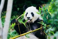 Ilustrasi, Bukan hanya perburuan, kini perubahan iklim mengancam pasokan bambu yang menjadi napas hidup panda raksasa di pegunungan China. Dok: Istimewa.