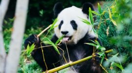 Ilustrasi, Bukan hanya perburuan, kini perubahan iklim mengancam pasokan bambu yang menjadi napas hidup panda raksasa di pegunungan China. Dok: Istimewa.