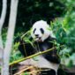 Ilustrasi, Bukan hanya perburuan, kini perubahan iklim mengancam pasokan bambu yang menjadi napas hidup panda raksasa di pegunungan China. Dok: Istimewa.