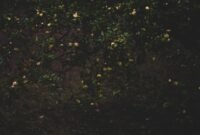 Ilustrasi, Tumpukan buku harian tua tentang lebah dan kebun ternyata menyimpan kunci rahasia untuk memahami kecepatan perubahan iklim global. Dok: Istimewa.