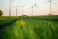 Ilustrasi, ukan sekadar tanaman hias, akar alang-alang ternyata menyimpan 