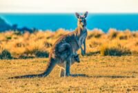 Ilustrasi, Australia pernah menjadi 