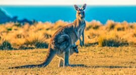 Ilustrasi, Australia pernah menjadi 