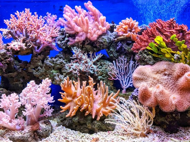 Meliputi kurang dari 0,1% lautan, namun menopang 25% kehidupan laut. Terumbu karang adalah mesin ekonomi global yang kini terancam bom ikan dan pemanasan global. Dok: Istimewa.