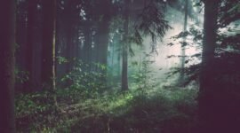 Dokter tak bisa mengobati pasien hanya dengan melihat kakinya. Begitu pula hutan, kita tak bisa memahaminya hanya dengan berdiri di tanah.