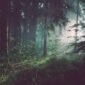 Dokter tak bisa mengobati pasien hanya dengan melihat kakinya. Begitu pula hutan, kita tak bisa memahaminya hanya dengan berdiri di tanah.